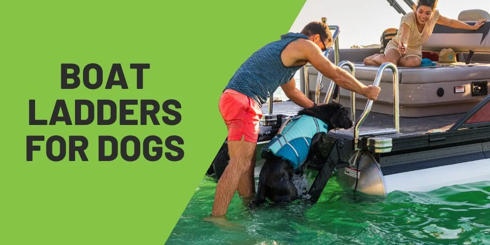How to Choose a Dog-Friendly Ladder for Your Pontoon Boat