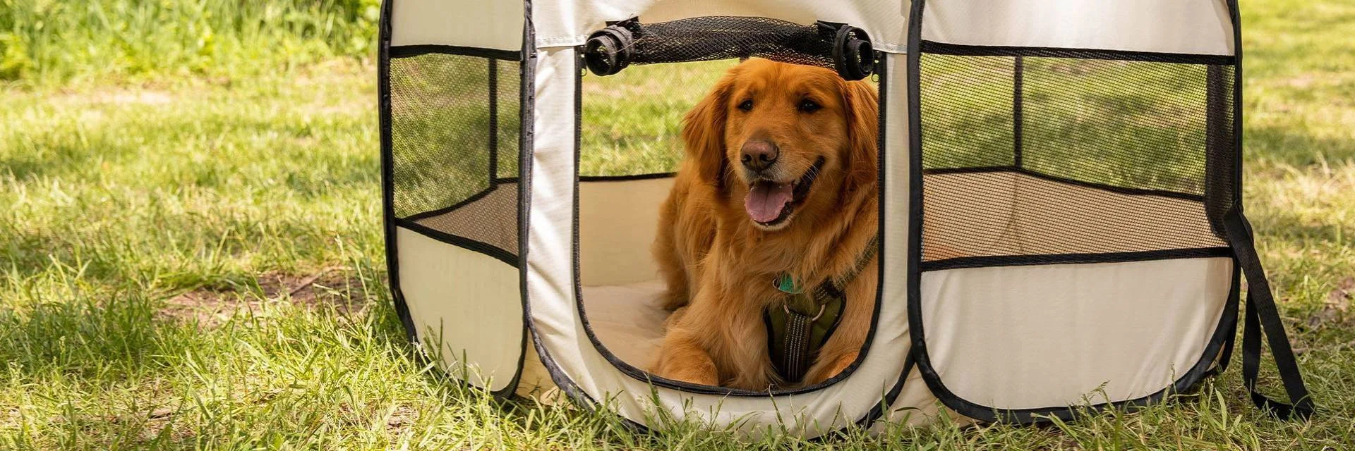 Dog in a Portable Pet Playpen on Grass Outdoors
