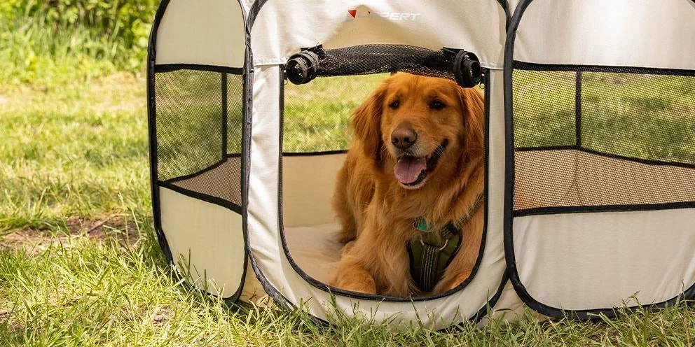 Dog in a Portable Pet Playpen on Grass Outdoors