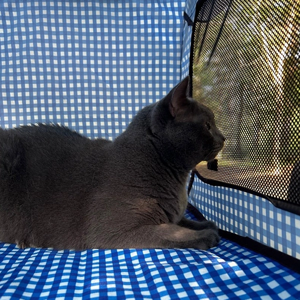 Boomer laying in his outside crate