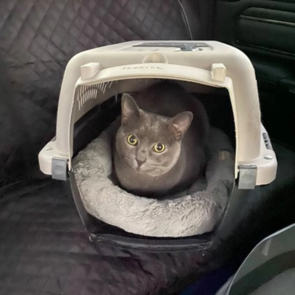 Boomer the cat in his travel crate