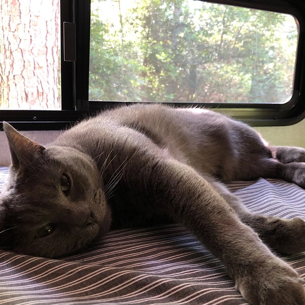Boomer the cat laying in an RV bed