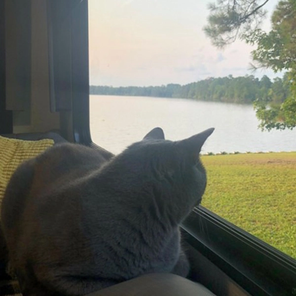 Boomer the cat looking out a window in an RV