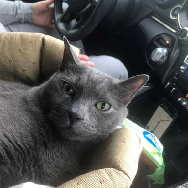 Boomer the cat traveling in a truck