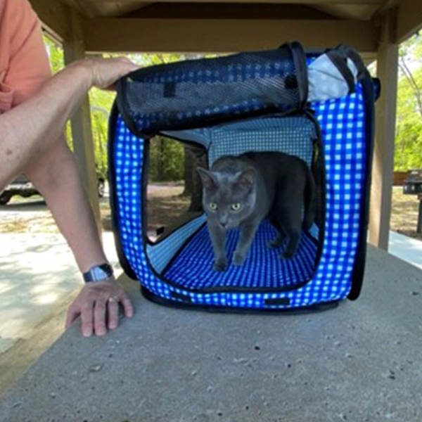 Boomer the cat walking out of his cat carrier at a campground