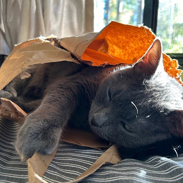 RV Travelers Voice cat playing in a bag